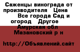 Саженцы винограда от производителя › Цена ­ 800 - Все города Сад и огород » Другое   . Амурская обл.,Мазановский р-н